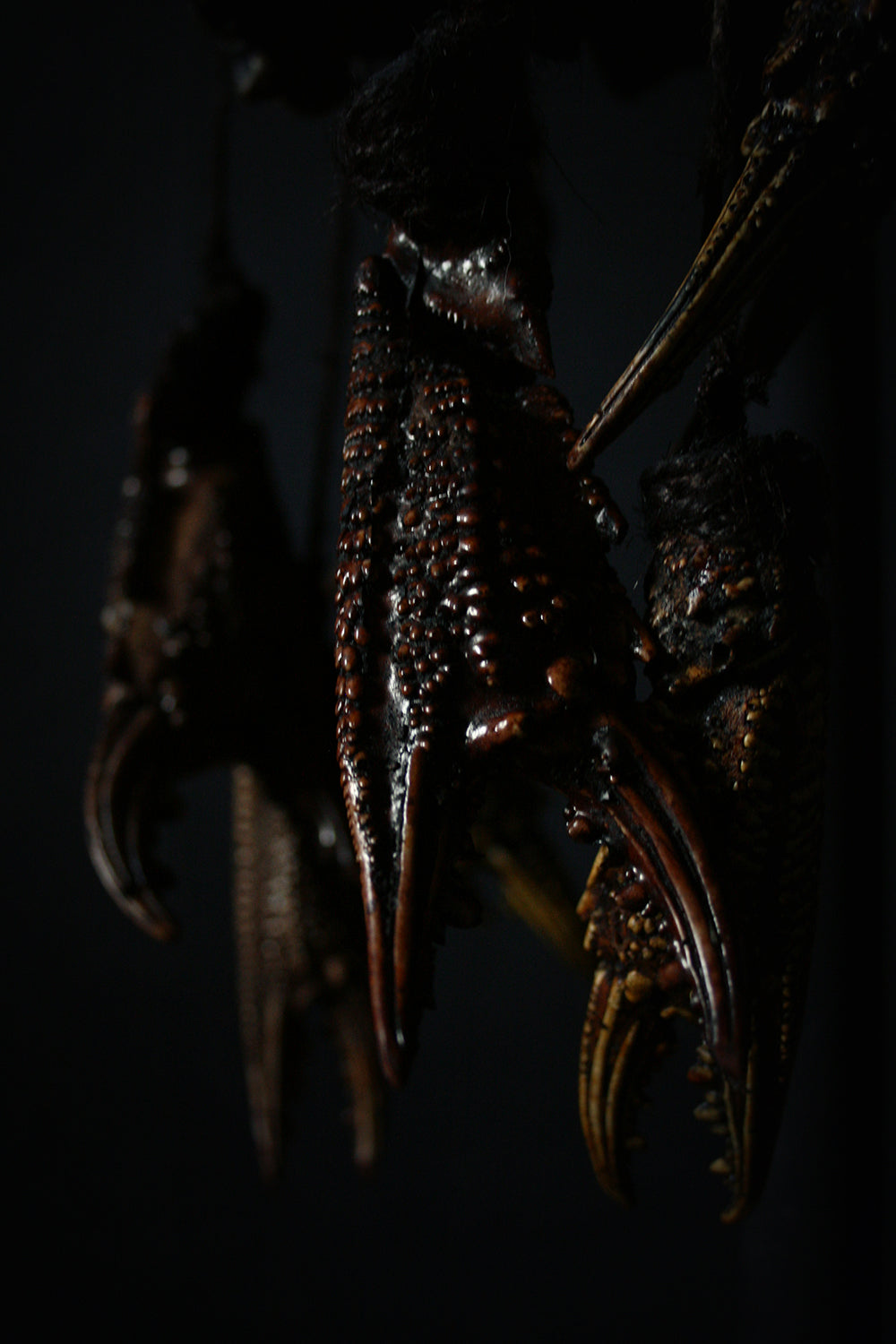 Skull mixed media sculpture "Crab God Natator" - SCULPTURE