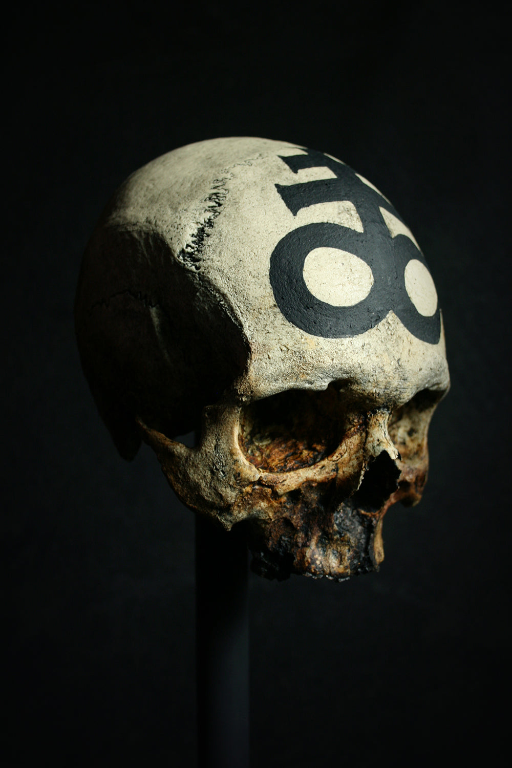 Skull mixed media sculpture "Leviathan Cross Skull" - SCULPTURE