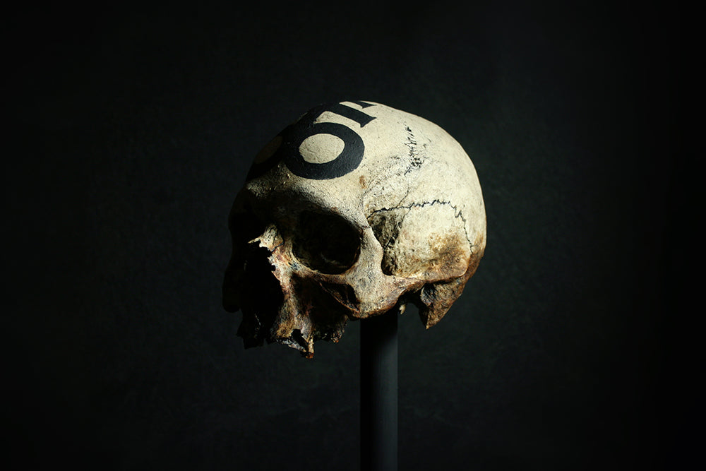 Skull mixed media sculpture "Leviathan Cross Skull" - SCULPTURE
