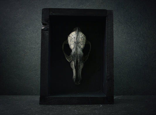 Sculpture framed skull carved Coyote - mixed media sculpture