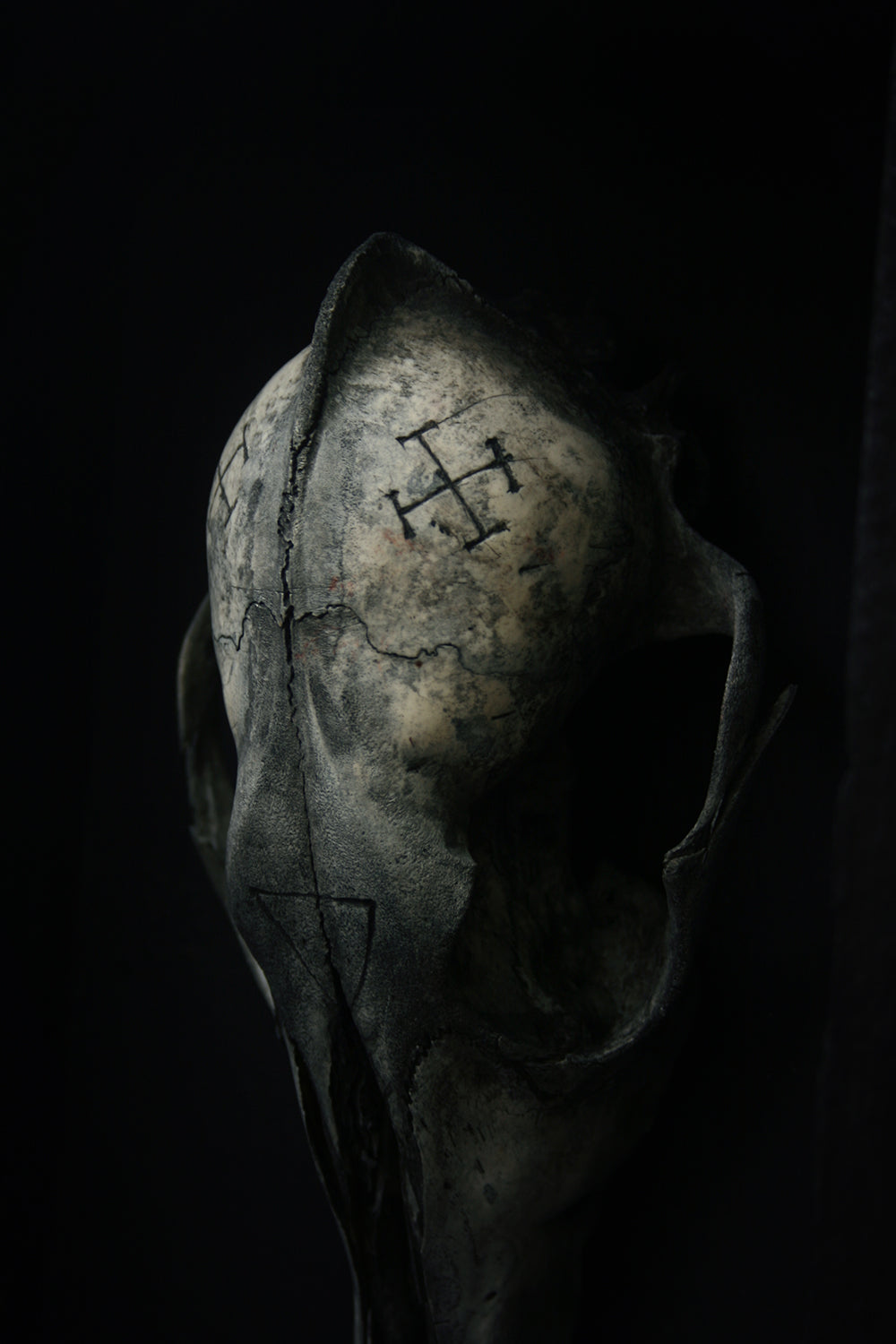Sculpture framed skull carved Coyote - mixed media sculpture