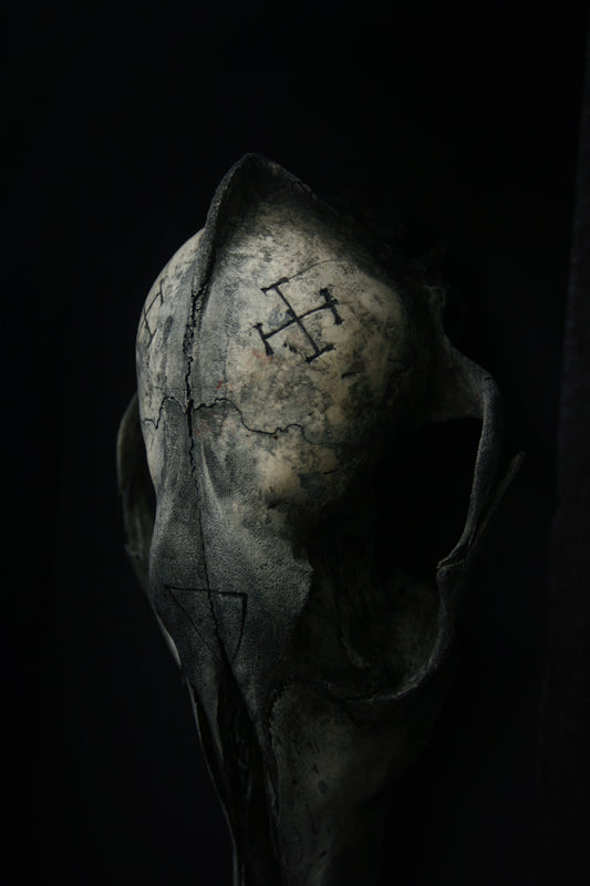 Sculpture framed skull carved Coyote - mixed media sculpture