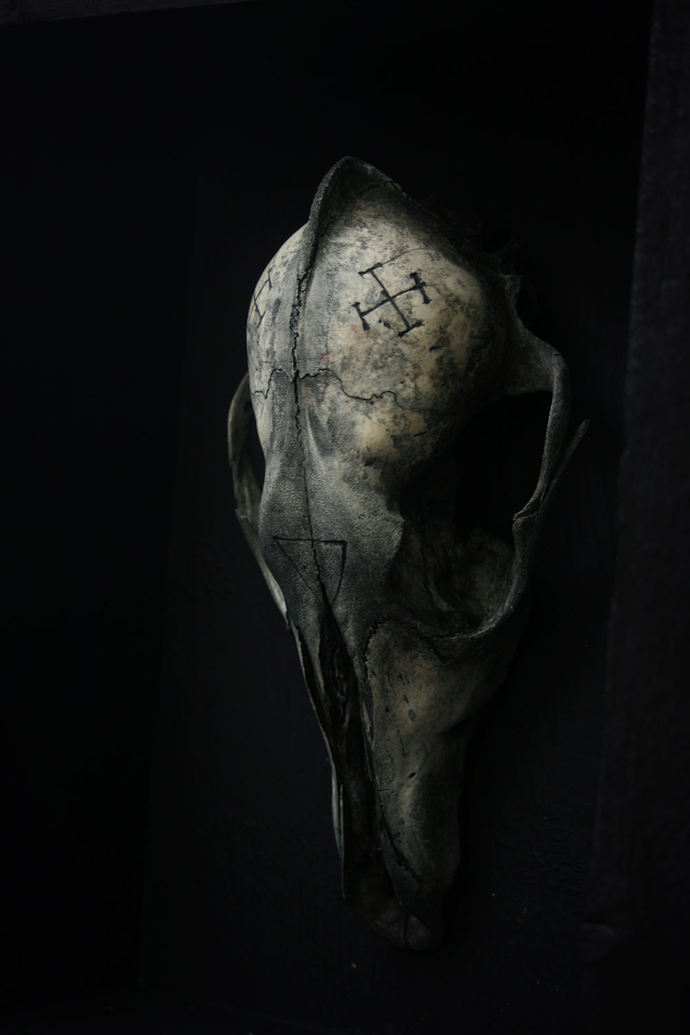 Sculpture framed skull carved Coyote - mixed media sculpture