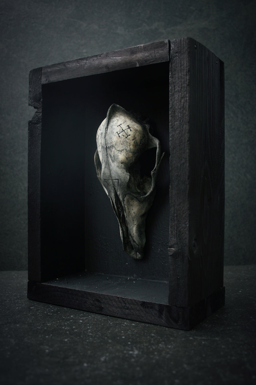 Sculpture framed skull carved Coyote - mixed media sculpture