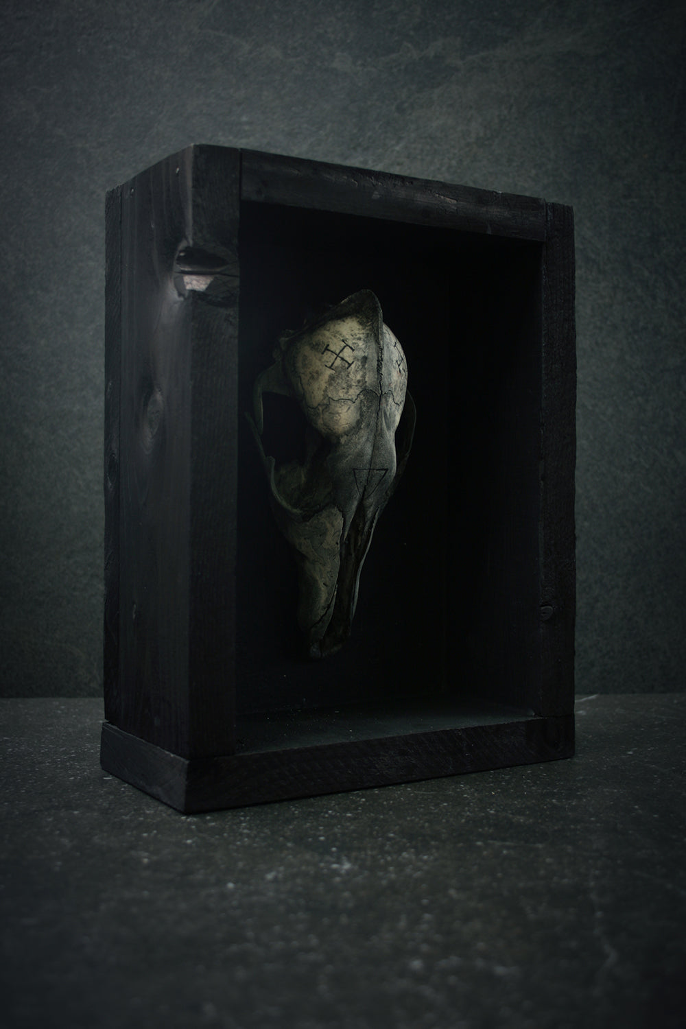 Sculpture framed skull carved Coyote - mixed media sculpture