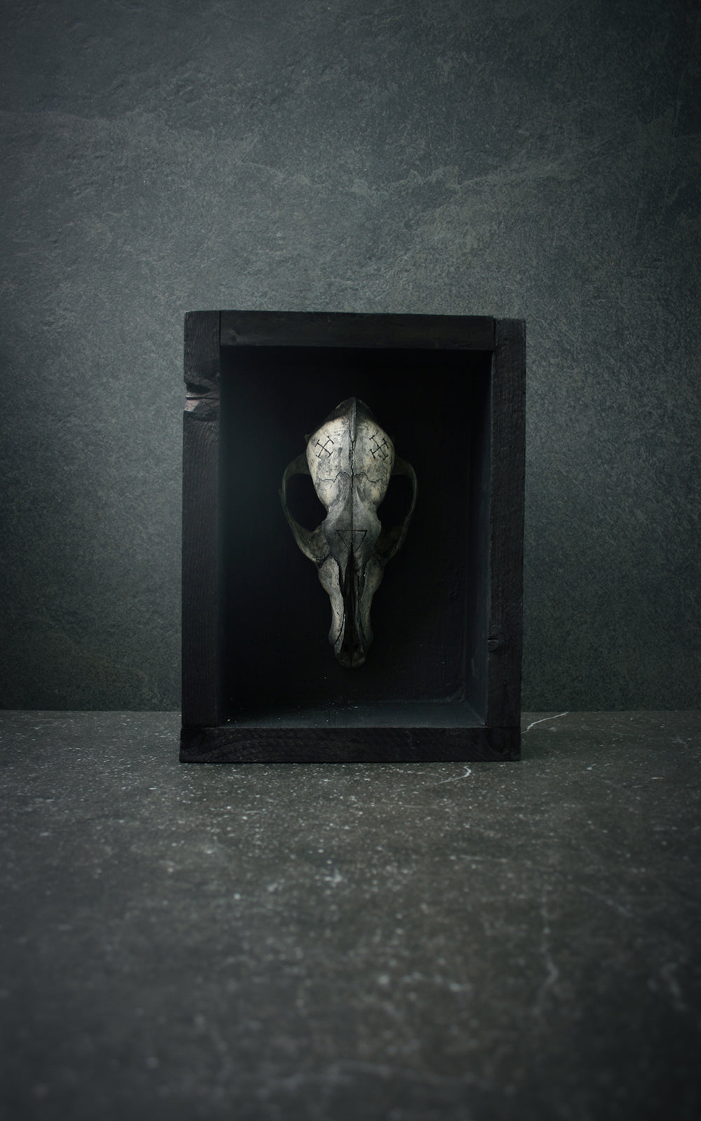 Sculpture framed skull carved Coyote - mixed media sculpture