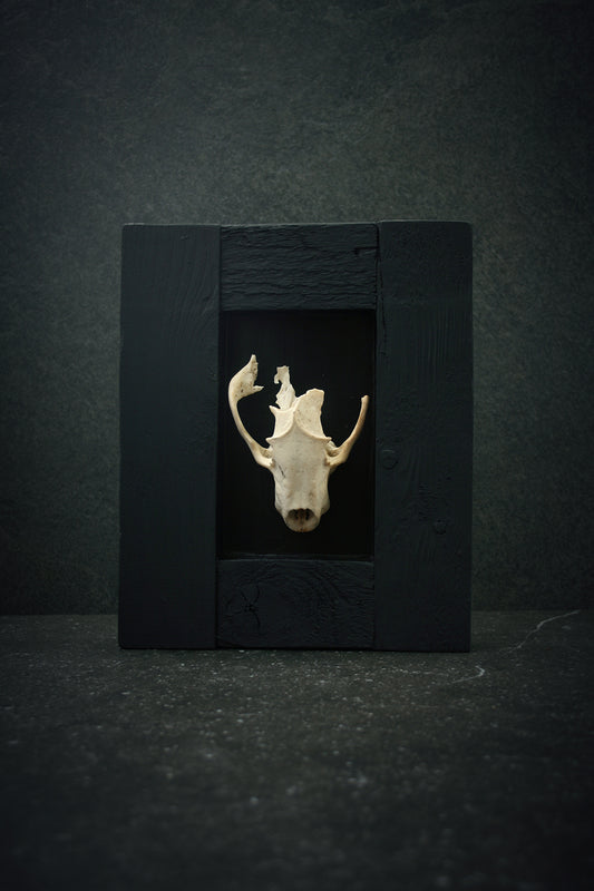 Sculpture framed skull "Fragments 02" - mixed media sculpture
