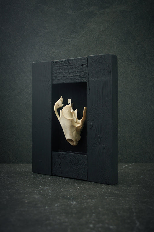 Sculpture framed skull "Fragments 02" - mixed media sculpture