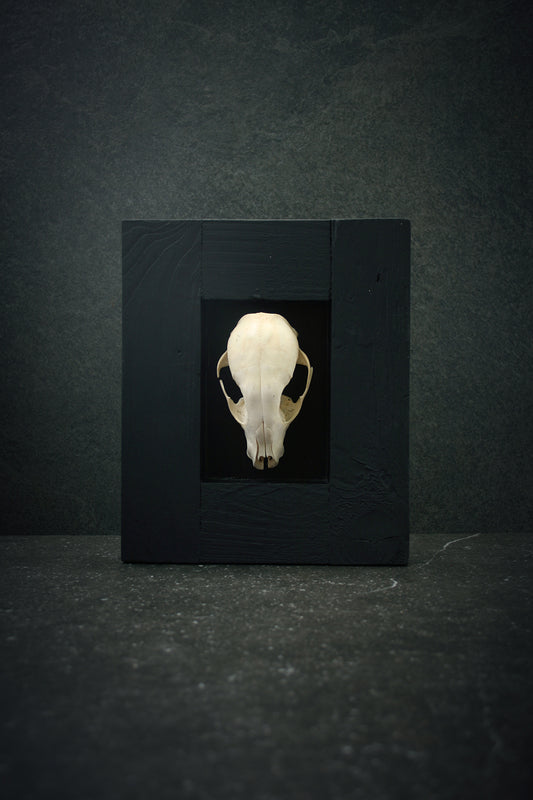Sculpture framed skull "Fragments 03" - mixed media sculpture