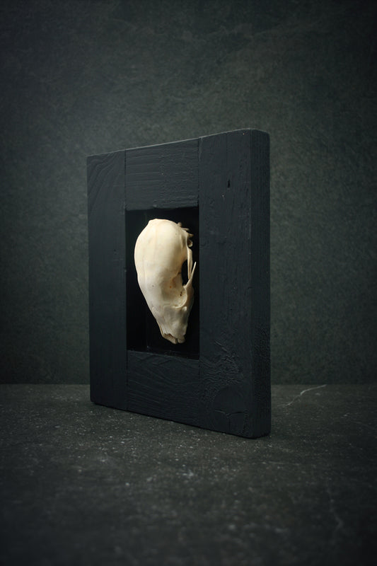 Sculpture framed skull "Fragments 03" - mixed media sculpture