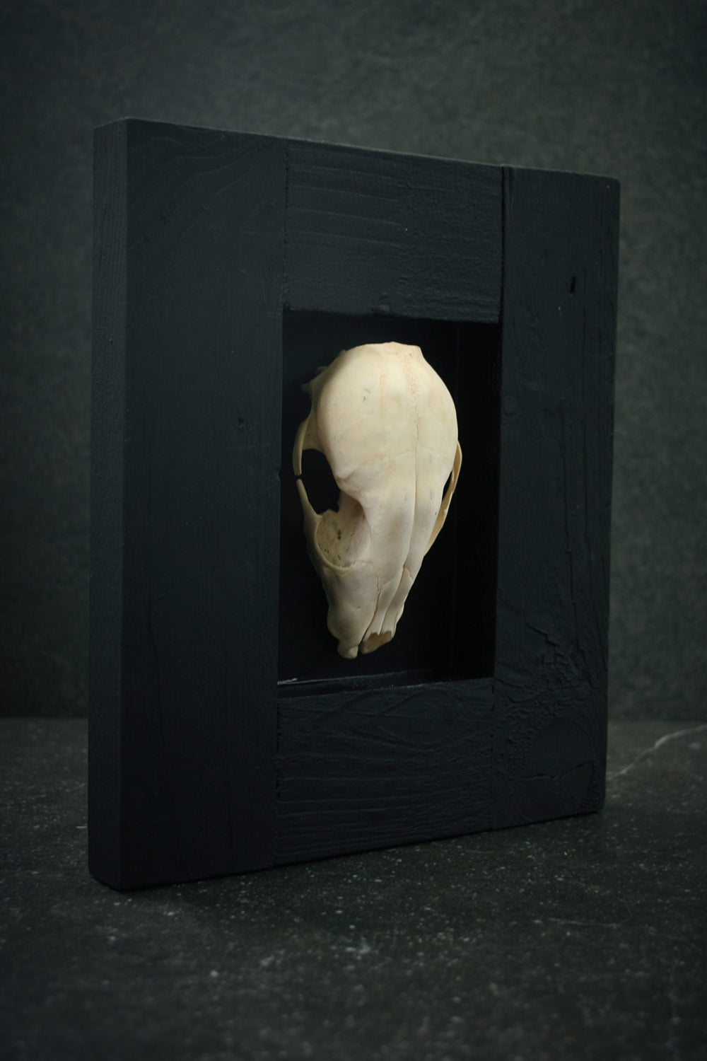 Sculpture framed skull "Fragments 03" - mixed media sculpture