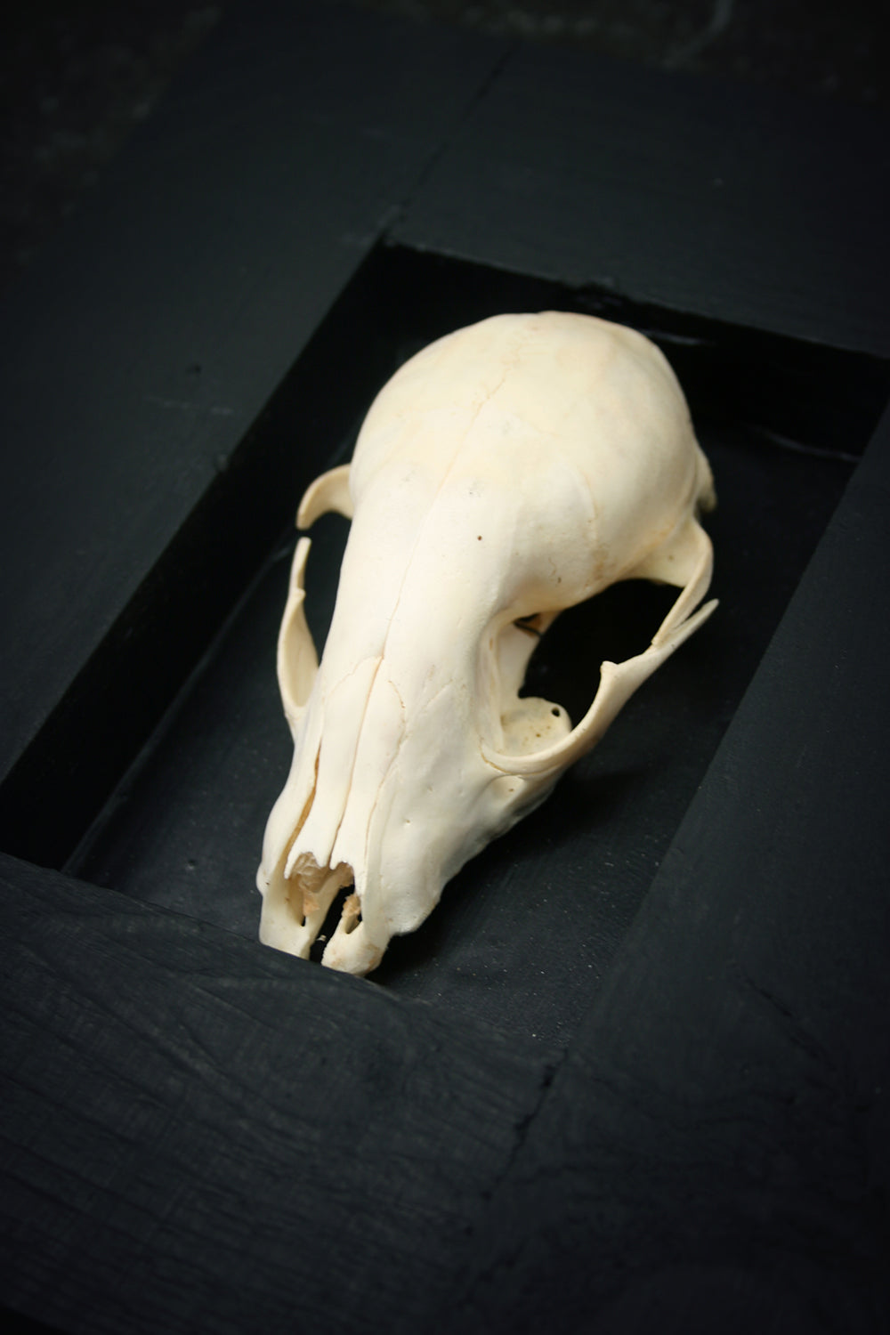 Sculpture framed skull "Fragments 03" - mixed media sculpture