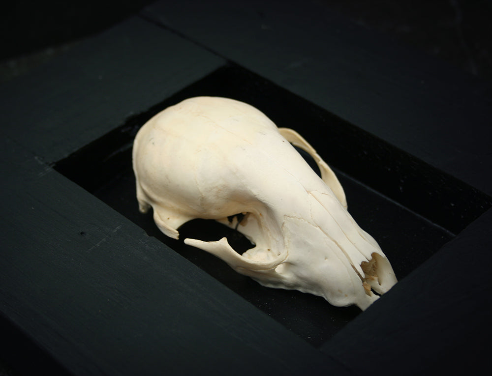 Sculpture framed skull "Fragments 03" - mixed media sculpture