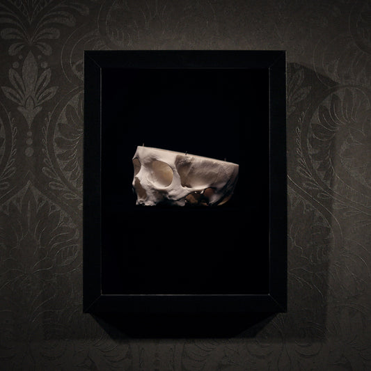 Cut skull, real human skull photography - Framed poster