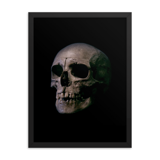 Human skull medical specimen side view - Framed poster