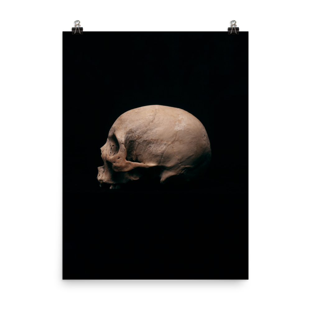 Side view left, real human skull photography - Art print