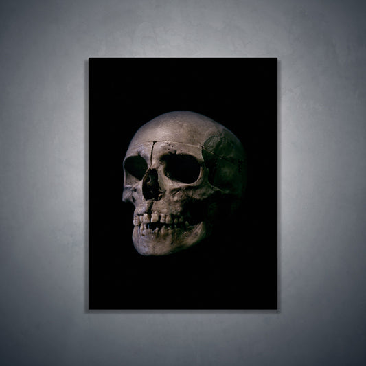 Human skull medical specimen side view - Art print