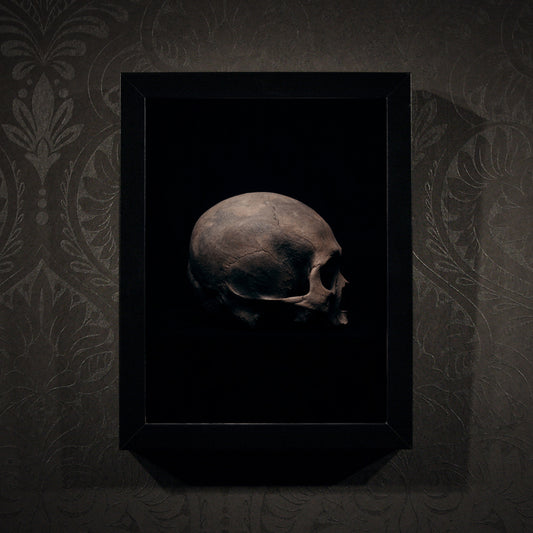 Side view right, real human skull photography - Framed poster